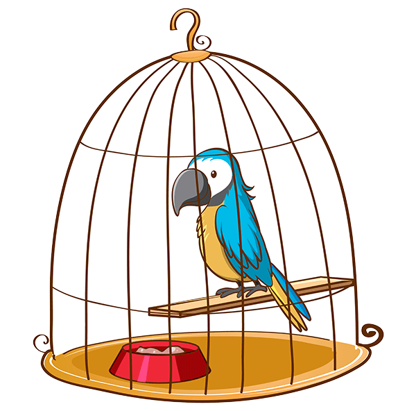 Birds Accommodation