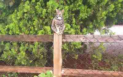 Luxury catterys for you loved pets.